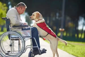 Picture of a man sitting in his wheelchair with his service dog on his lap.