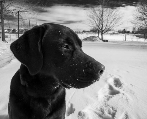 NSD - Black and White image of Black Labrador Retriever in Winter scene