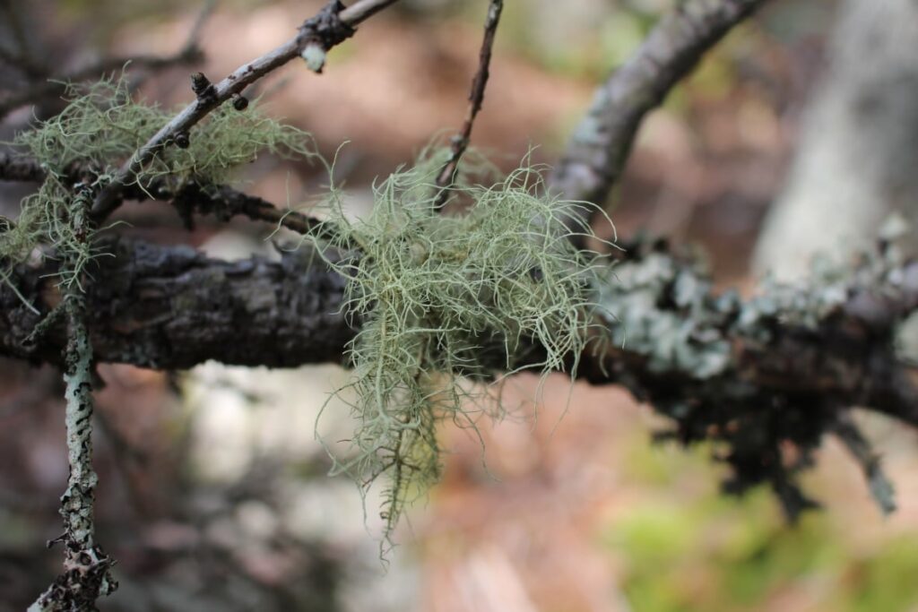 Beard Lichen.